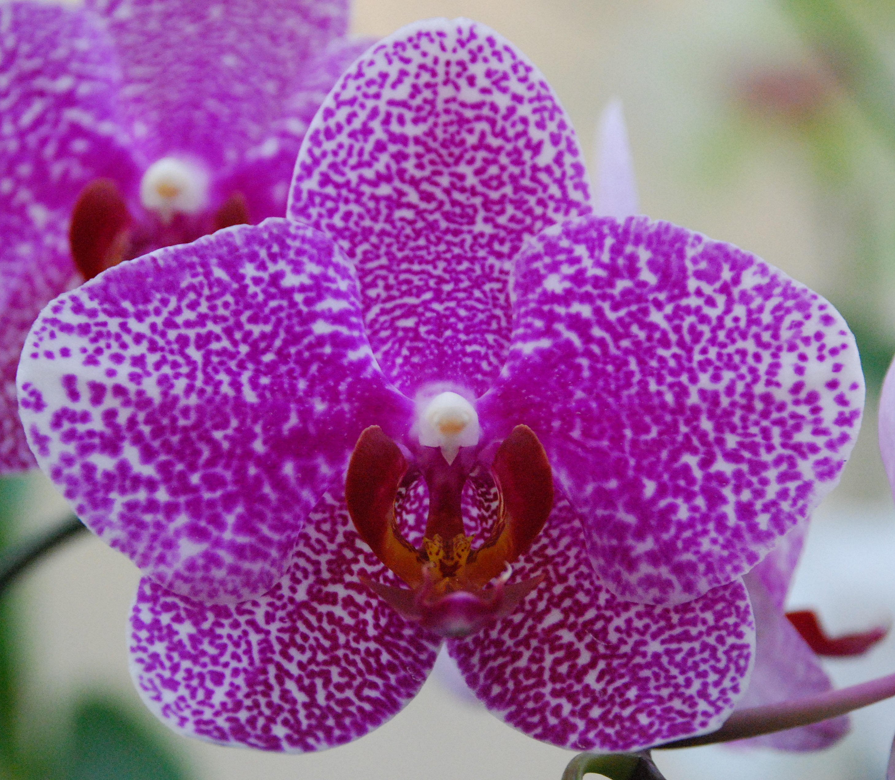 Cum ingrijim orhideea